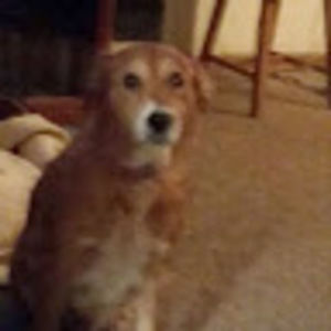 Meet your Posher, Thomas